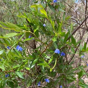 Billardiera heterophylla at Acton, ACT - 14 Nov 2024