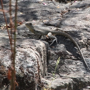 Intellagama lesueurii howittii at Tharwa, ACT - 15 Nov 2024