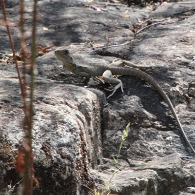 Intellagama lesueurii howittii (Gippsland Water Dragon) at Tharwa, ACT - 15 Nov 2024 by ChrisHolder