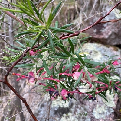 Grevillea sp. (Grevillea) at Tharwa, ACT - 15 Nov 2024 by AdamHenderson