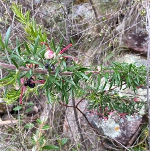 Grevillea sp. at Tharwa, ACT - 15 Nov 2024