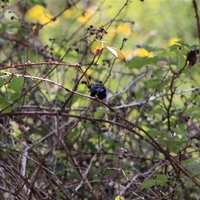 Malurus cyaneus (Superb Fairywren) at Tharwa, ACT - 15 Nov 2024 by ChrisHolder