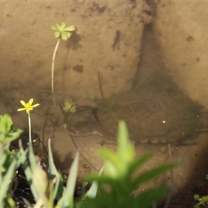 Chelodina longicollis at Tharwa, ACT - 15 Nov 2024