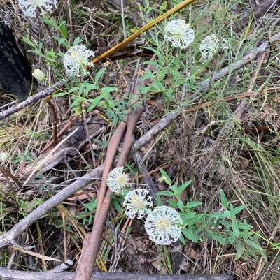 Pimelea treyvaudii (Grey Riceflower) at Tharwa, ACT - 15 Nov 2024 by AdamHenderson