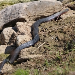 Pseudechis porphyriacus (Red-bellied Black Snake) at Tharwa, ACT - 15 Nov 2024 by ChrisHolder