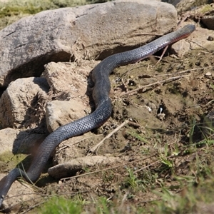 Pseudechis porphyriacus at Tharwa, ACT - 15 Nov 2024 02:57 PM