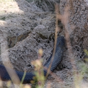 Pseudechis porphyriacus at Tharwa, ACT - 15 Nov 2024 02:57 PM