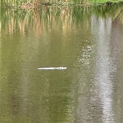 Ornithorhynchus anatinus (Platypus) at Penrose, NSW - 14 Nov 2024 by Penrosian