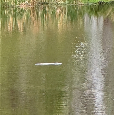 Ornithorhynchus anatinus (Platypus) at Penrose, NSW - 14 Nov 2024 by Penrosian