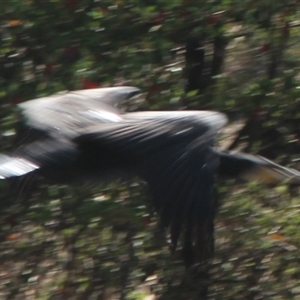 Phalacrocorax sulcirostris at Cooma, NSW - 15 Nov 2024