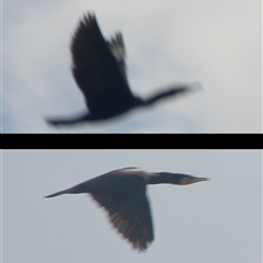 Phalacrocorax sulcirostris at Cooma, NSW - 15 Nov 2024