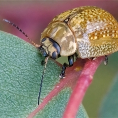 Paropsisterna cloelia (Eucalyptus variegated beetle) at Googong, NSW - 15 Nov 2024 by WHall