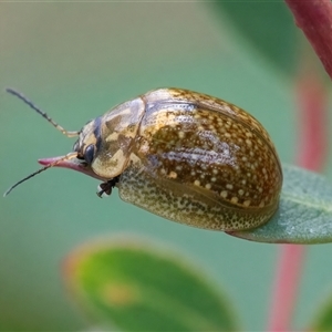 Paropsisterna cloelia at Googong, NSW - 15 Nov 2024 03:42 PM