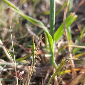 Acrida conica at Chapman, ACT - 15 Nov 2024 06:58 PM