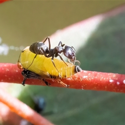 Eurymelinae (subfamily) (Unidentified eurymeline leafhopper) at Googong, NSW - 15 Nov 2024 by WHall