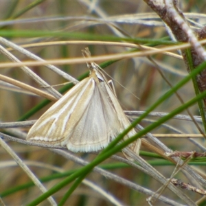 Hednota species near grammellus at West Hobart, TAS - 15 Nov 2024 03:58 PM