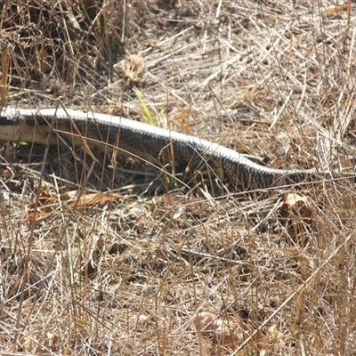 Tiliqua scincoides scincoides (Eastern Blue-tongue) at Cooma, NSW - 15 Nov 2024 by mahargiani