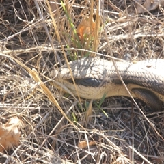 Tiliqua scincoides scincoides at Cooma, NSW - 15 Nov 2024