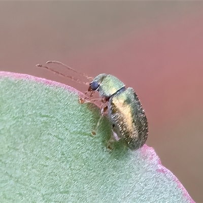 Edusella sp. (genus) (A leaf beetle) at Googong, NSW - 15 Nov 2024 by WHall