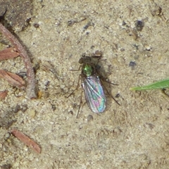 Unverified Long-legged Fly (Dolichopodidae) at West Hobart, TAS - 15 Nov 2024 by VanessaC