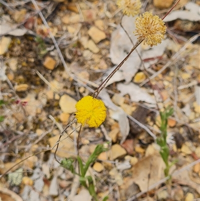 Leptorhynchos squamatus subsp. squamatus (Scaly Buttons) at Kaleen, ACT - 15 Nov 2024 by WalkYonder