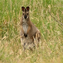 Notamacropus rufogriseus (Red-necked Wallaby) at Throsby, ACT - 15 Nov 2024 by Thurstan