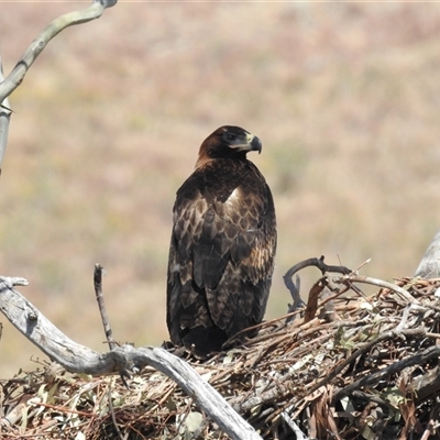 Aquila audax (Wedge-tailed Eagle) at Kambah, ACT - 15 Nov 2024 by HelenCross