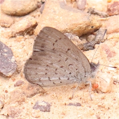 Erina acasta (Blotched Dusky-blue) at Acton, ACT - 15 Nov 2024 by ConBoekel