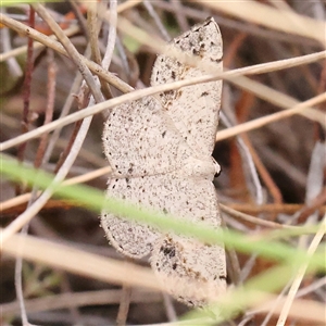 Taxeotis intextata at Bruce, ACT - 15 Nov 2024 10:13 AM