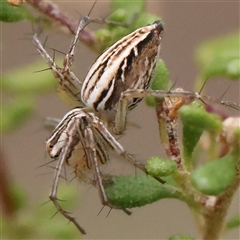 Oxyopidae (family) (Lynx spider) at Bruce, ACT - 14 Nov 2024 by ConBoekel