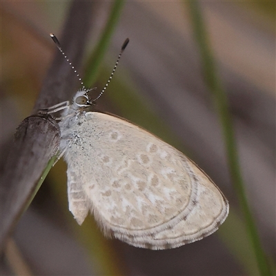 Zizina otis (Common Grass-Blue) at Bruce, ACT - 15 Nov 2024 by ConBoekel