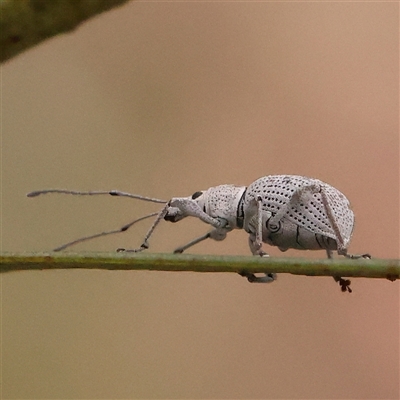 Merimnetes oblongus (Radiata pine shoot weevil) at Bruce, ACT - 15 Nov 2024 by ConBoekel