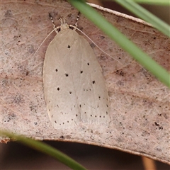 Ironopolia sobriella (A Concealer moth (Wingia Group) at Bruce, ACT - 14 Nov 2024 by ConBoekel