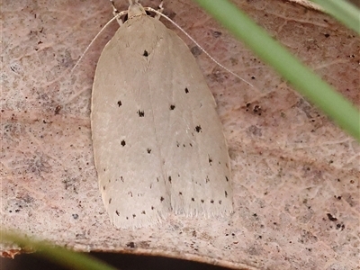 Ironopolia sobriella (A Concealer moth (Wingia Group) at Bruce, ACT - 14 Nov 2024 by ConBoekel