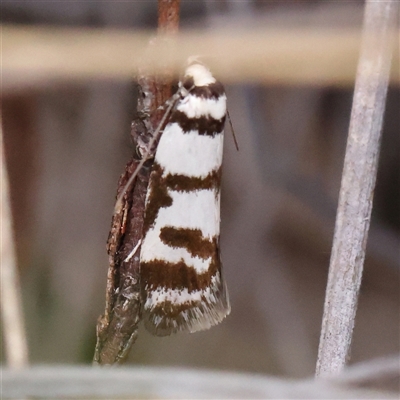 Philobota impletella Group (A concealer moth) at Bruce, ACT - 15 Nov 2024 by ConBoekel