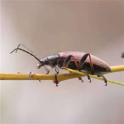 Homotrysis sp. (genus) (Darkling beetle) at Bruce, ACT - 15 Nov 2024 by ConBoekel