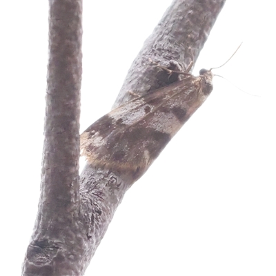 Anestia ombrophanes (Clouded Footman) at Bruce, ACT - 15 Nov 2024 by ConBoekel