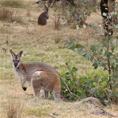 Notamacropus rufogriseus (Red-necked Wallaby) at O'Connor, ACT - 14 Nov 2024 by ConBoekel