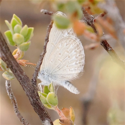 Zizina otis (Common Grass-Blue) at O'Connor, ACT - 15 Nov 2024 by ConBoekel