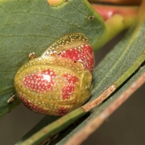 Paropsisterna fastidiosa at Lawson, ACT - 11 Nov 2024 11:01 AM