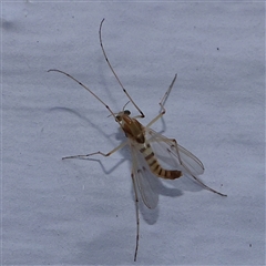 Chironomidae (family) (Non-biting Midge) at Turner, ACT - 14 Nov 2024 by ConBoekel