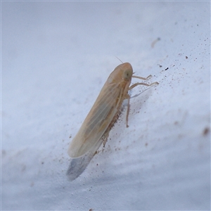 Deltocephalinae sp. (sub-family) at Turner, ACT - 12 Nov 2024 09:06 PM