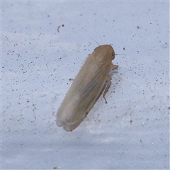 Deltocephalinae sp. (sub-family) at Turner, ACT - 12 Nov 2024 09:06 PM