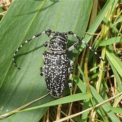 Ancita sp. (genus) (Longicorn or longhorn beetle) at Diggers Camp, NSW - 15 Nov 2024 by Topwood