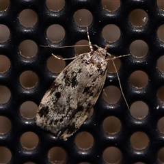 Unidentified Moth (Lepidoptera) at Turner, ACT - 12 Nov 2024 by ConBoekel