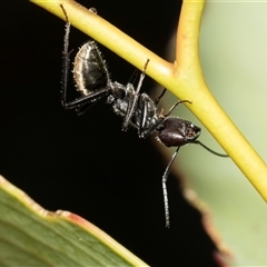 Camponotus suffusus at Lawson, ACT - 11 Nov 2024