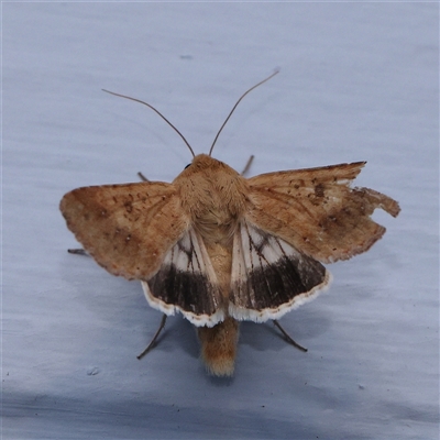 Helicoverpa punctigera (Native Budworm) at Turner, ACT - 12 Nov 2024 by ConBoekel