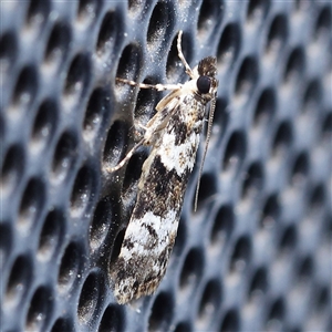 Eudonia protorthra at Turner, ACT - 12 Nov 2024 08:55 PM