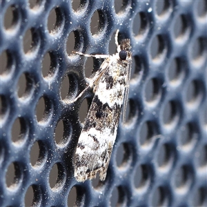 Eudonia protorthra at Turner, ACT - 12 Nov 2024 08:55 PM