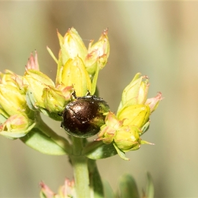 Chrysolina quadrigemina (Greater St Johns Wort beetle) at Lawson, ACT - 11 Nov 2024 by AlisonMilton